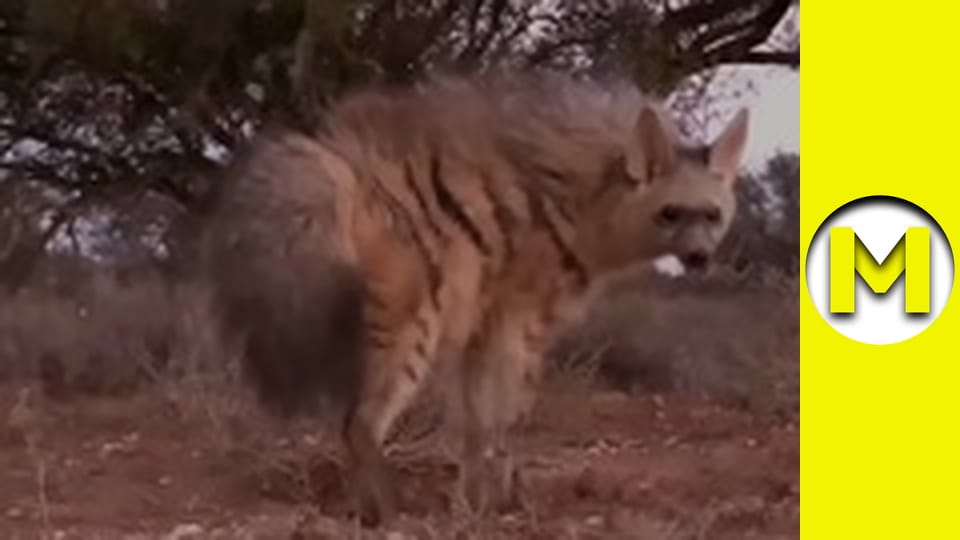 Max TV - season 1 - episode 95