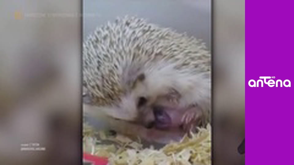 Zakręcone stworzonka z Internetu S1E2