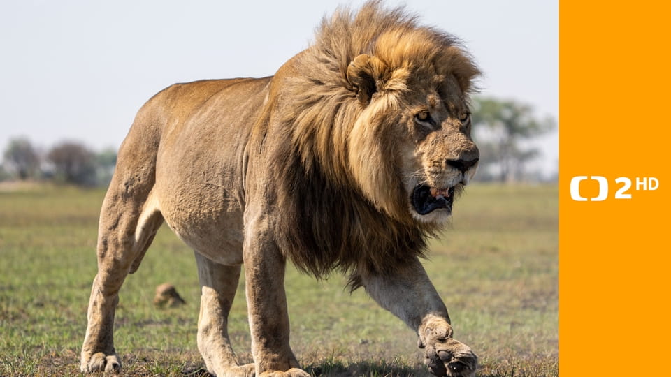 Velké kočky ve dne v noci E1