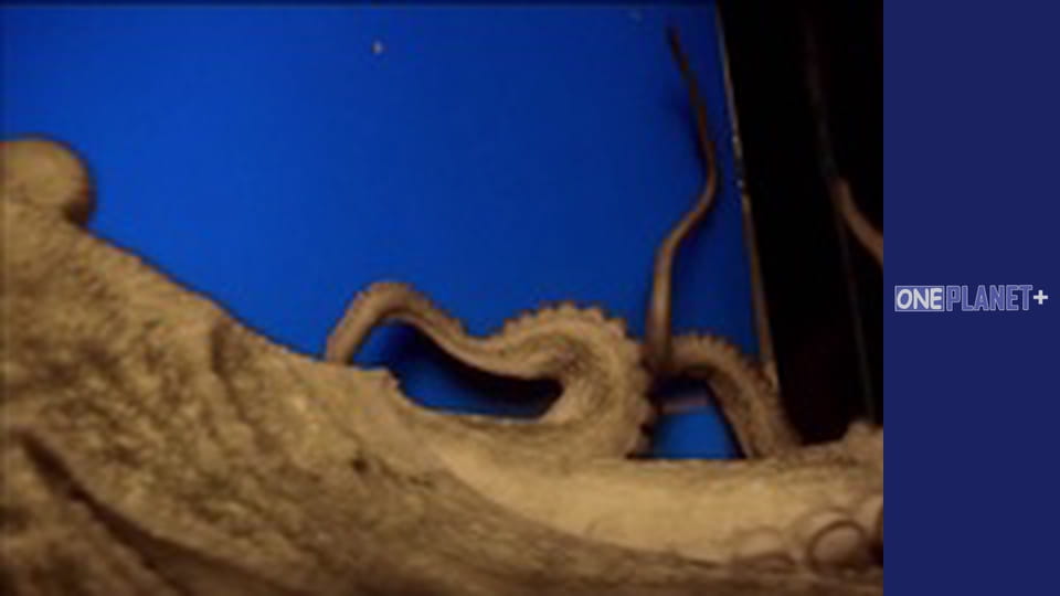 In search of knowledge. - episode 18