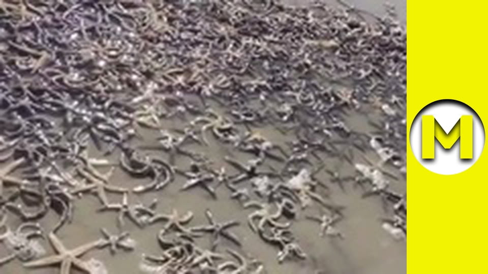 TOP (Max TV) - season 3 - episode 22