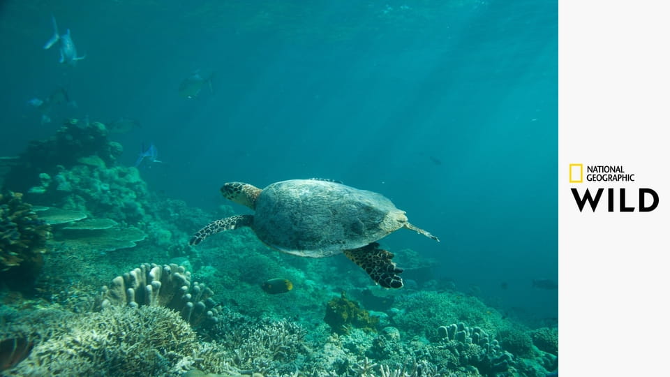 Тайная жизнь хищников S1E1 - Что скрывается под водой