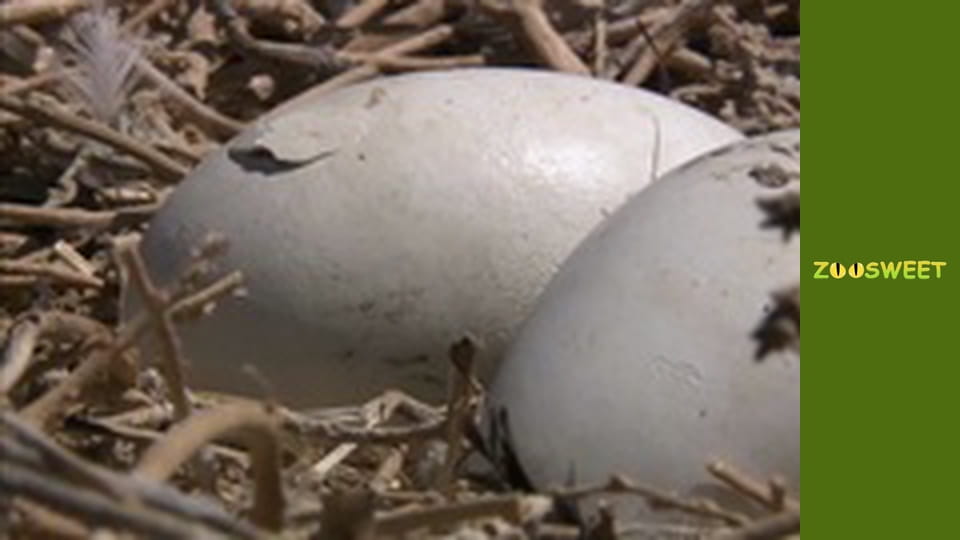 My friends are animals. Baby animals - episode 17