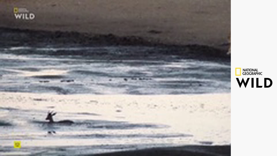 Najväčší zabijaci 2019 III (2)