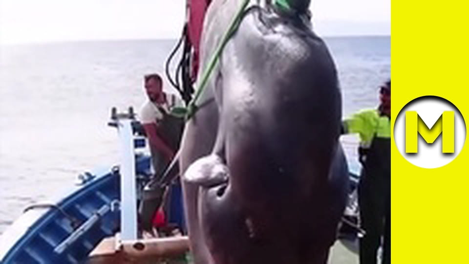 TOP (Max TV) - season 3 - episode 51