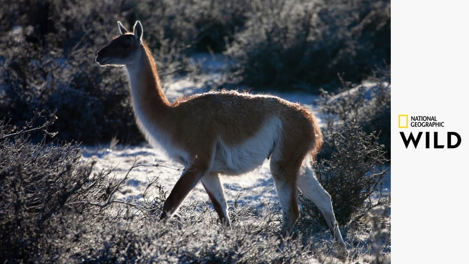 Дикая природа Чили S1E2 - Доисторический край