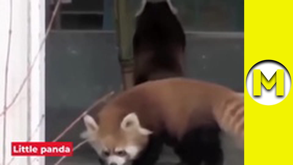 Max TV - season 1 - episode 66