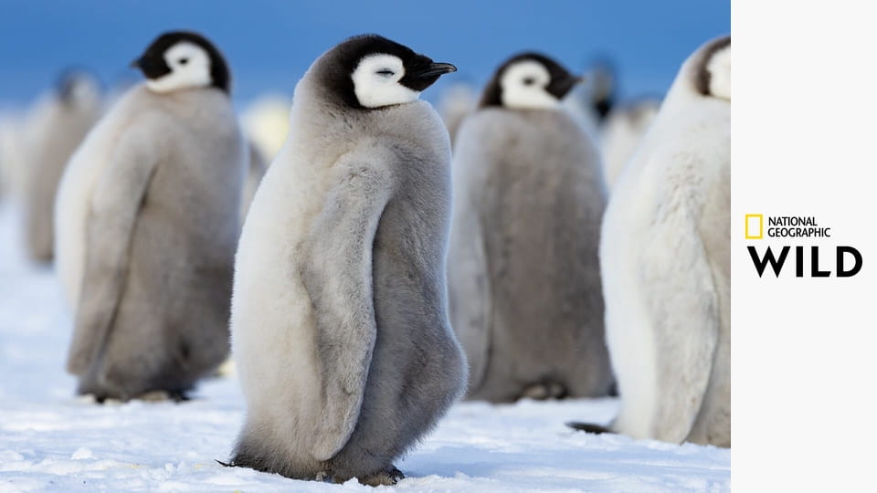 Tajemství tučňáků S1E3 - Nejchytřejší přežije