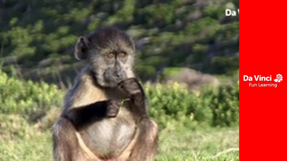 Siyaya - Come Wild With Us - Under the Sea