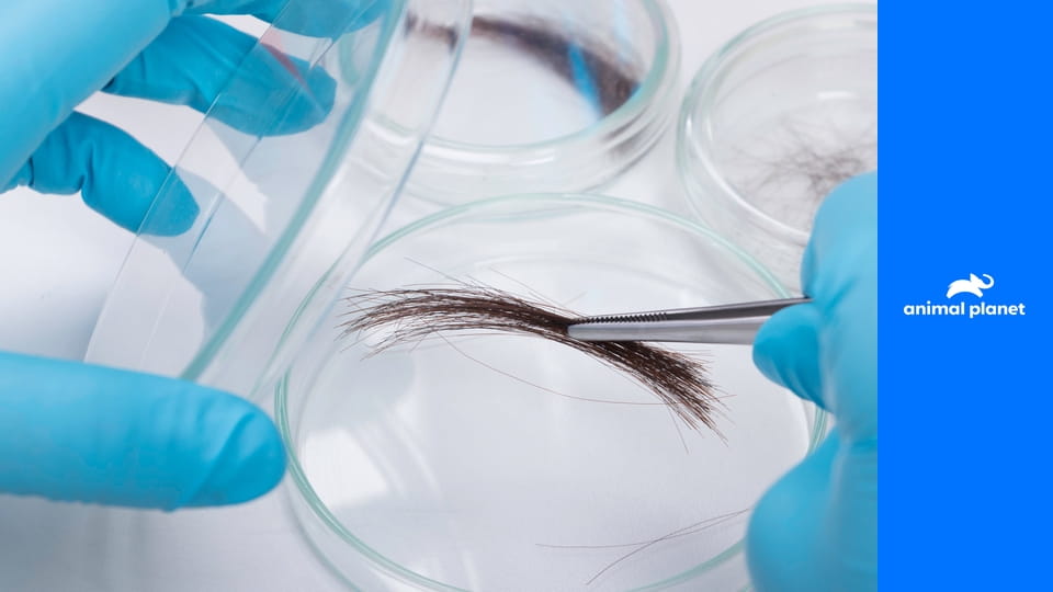 Výprava za yettim S2E1 - Pátranie pokračuje