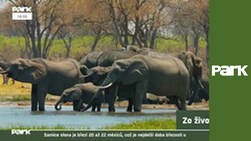 Všedný a nevšedný život zvierat