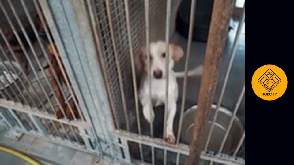 SPRAWDZIŁEM JAK WYGLĄDA PRACA W SCHRONISKU