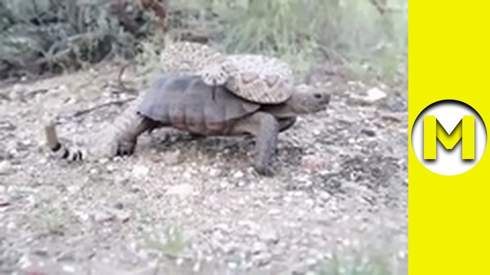 Max TV - season 1 - episode 125