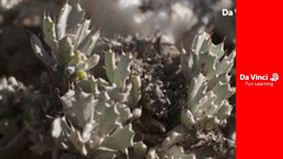 Siyaya - Sălbăticia din Cape - Anysberg - Bijuteria ascunsă din Klein Karoo