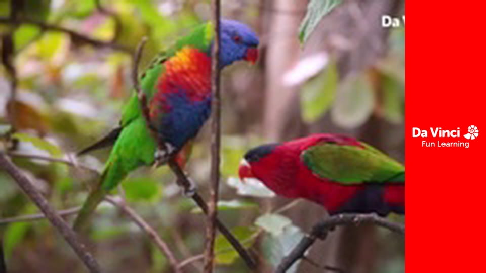 Ambasada animalelor - Țestoasa Federica