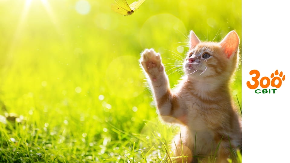 Мої друзі тварини - Кіт