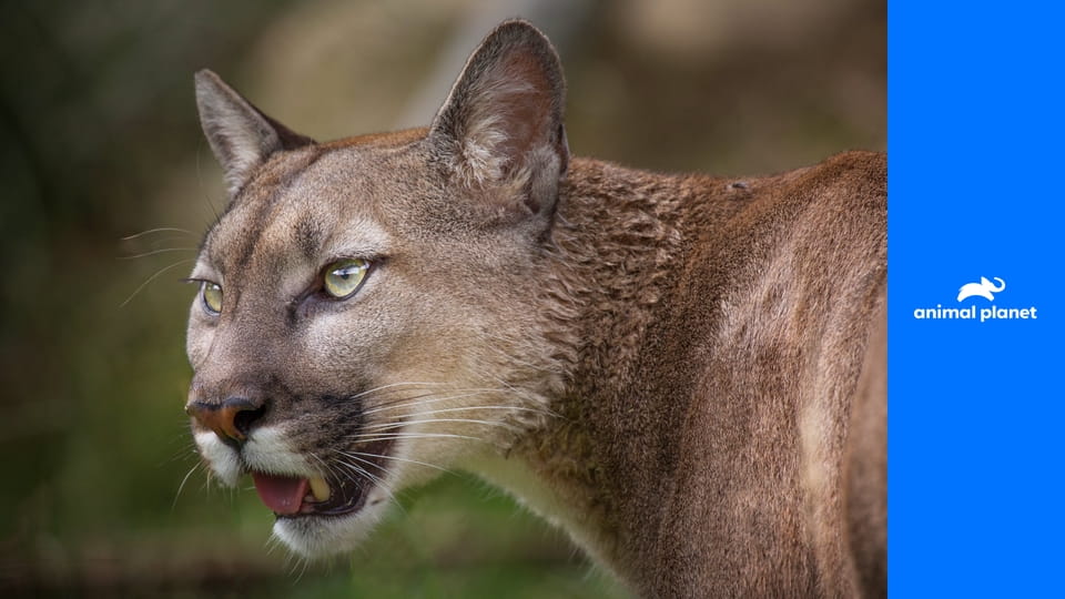 Осторожно, опасные животные S2E4 - Внезапное нападение