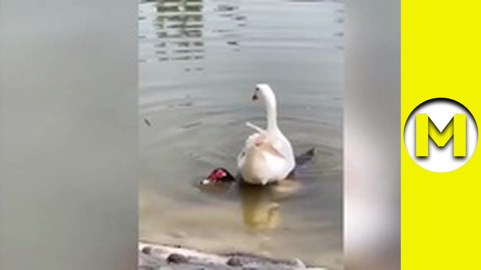 Max TV - season 1 - episode 69