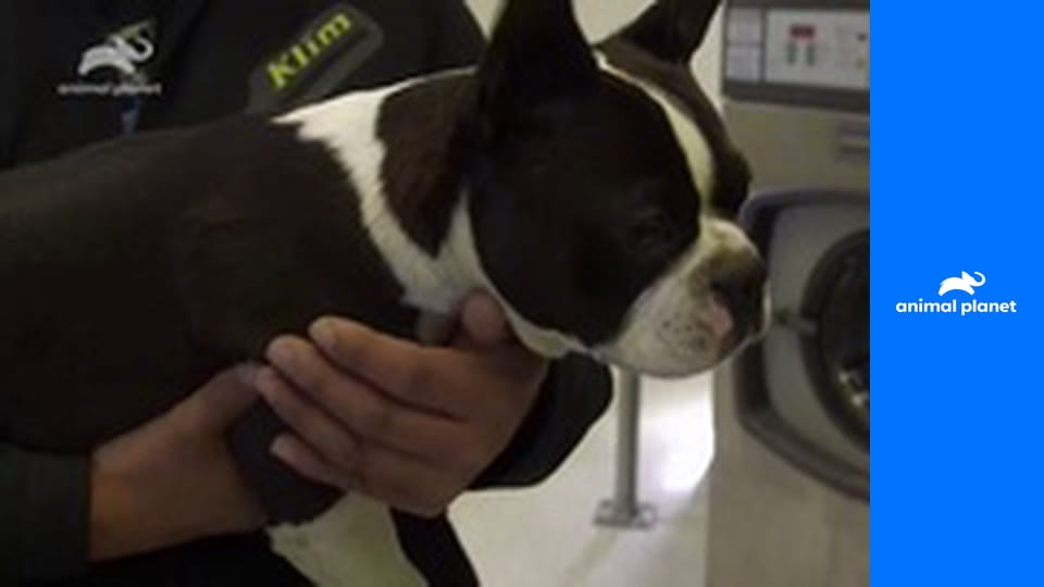 Доктор Ди: ветеринар Аляски S1E3 - Операция в прачечной