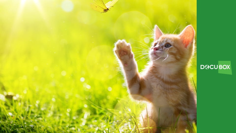 Zwierzęta - moi przyjaciele S1E11 - Kolczatka