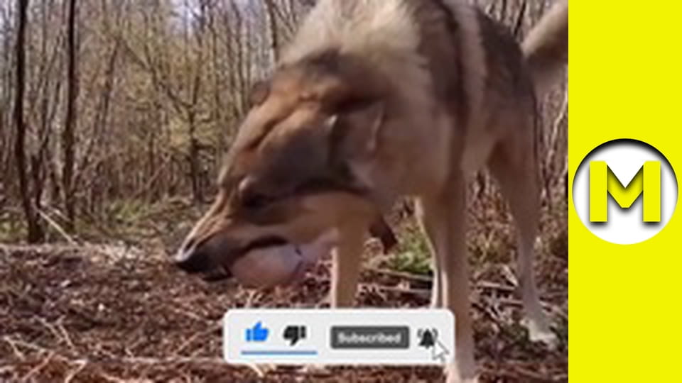 Max TV - season 1 - episode 18