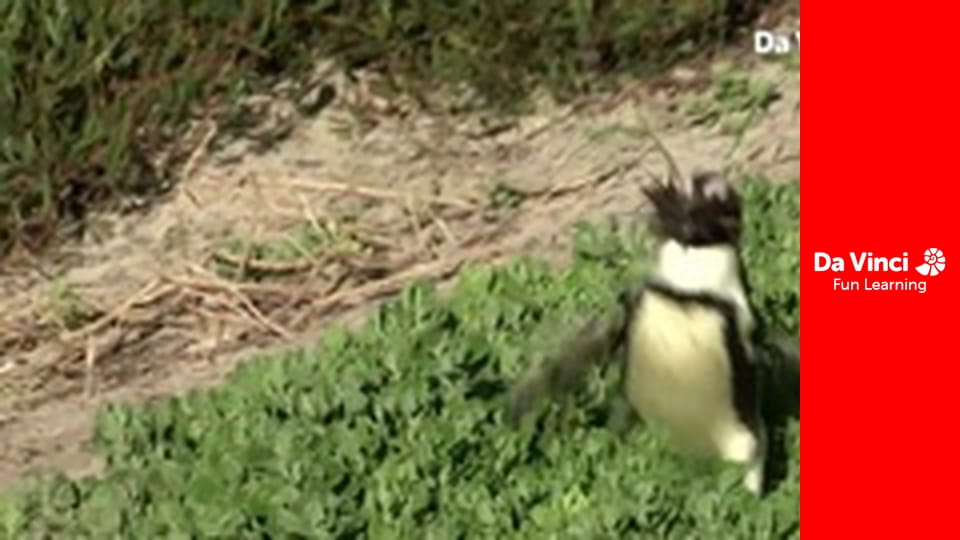 Siyaya - Come Wild With Us - Cliffhanger