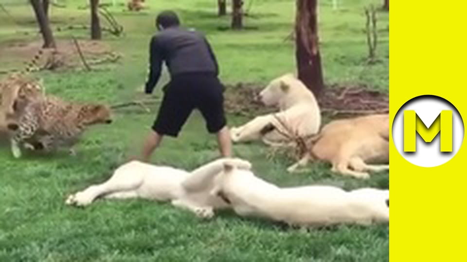 Max TV - season 1 - episode 71