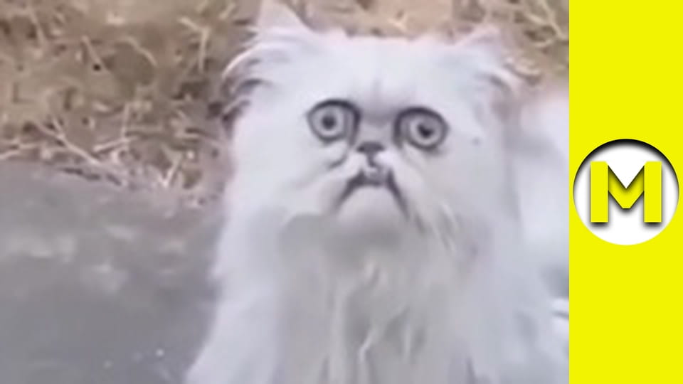 Max TV - season 1 - episode 42