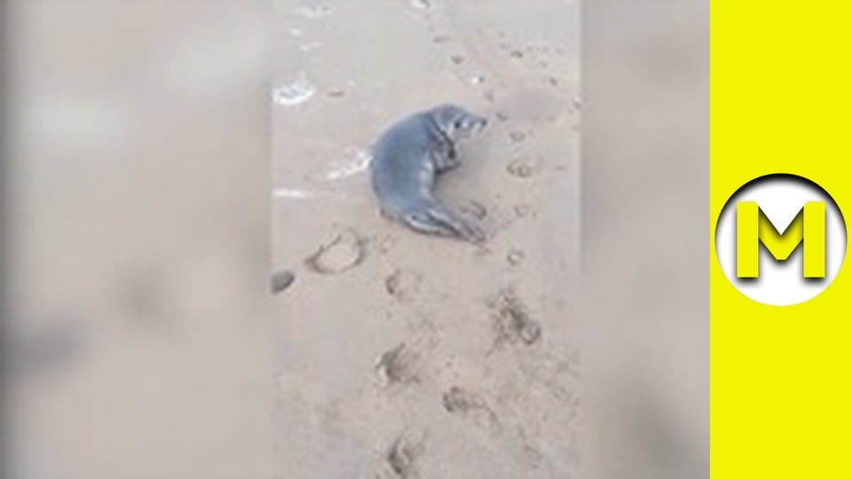 Max TV - season 1 - episode 43