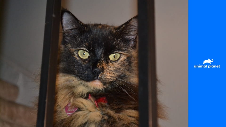 Má pekelná kočka S6E9 - Woody, kočka zabiják