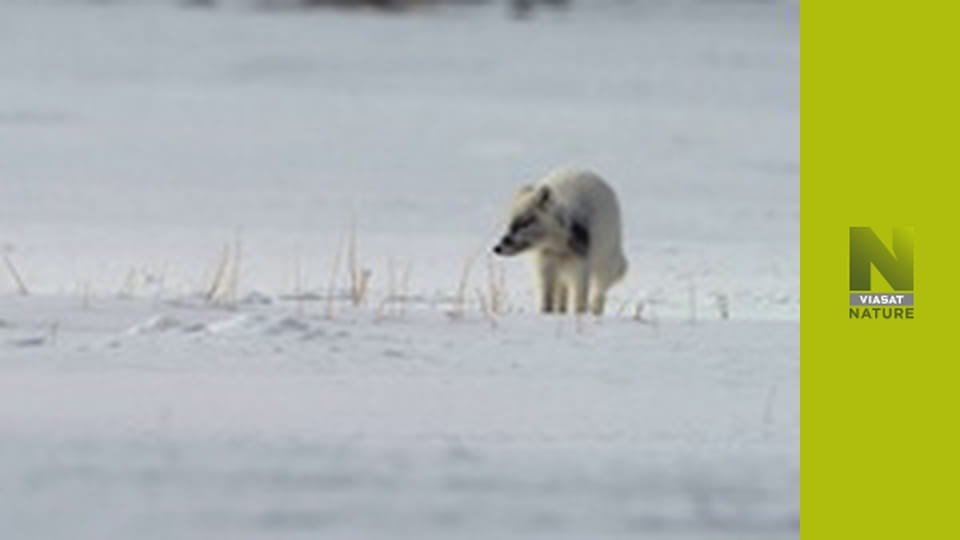 Aljaška: Rok v divočine (2)