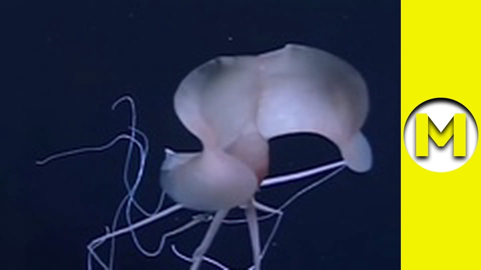 Max TV - season 1 - episode 74