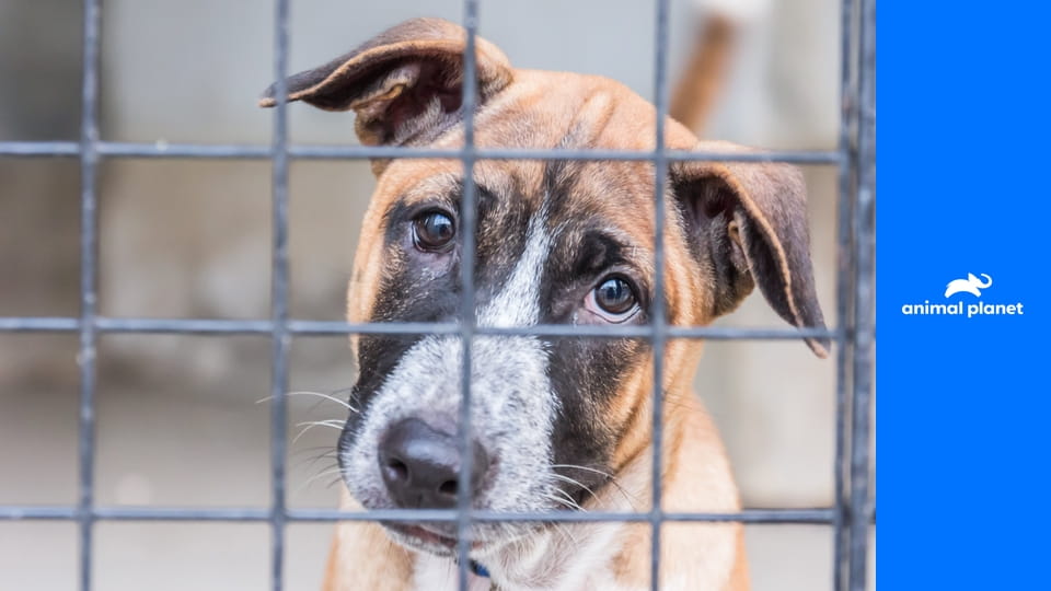 Veterinární policie Houston S7E12 - Jako v chlévě