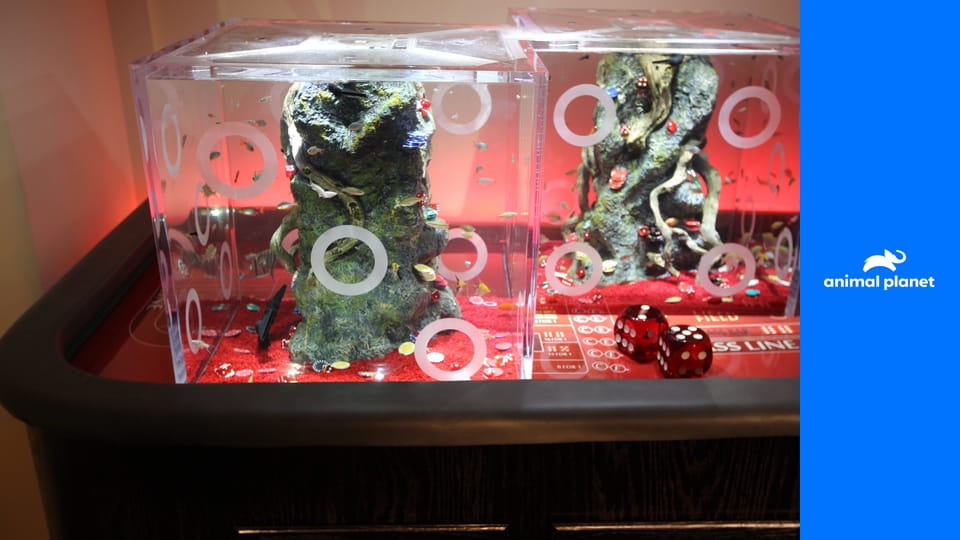 Akváriá na mieru S7E5 - Akvárium pre Ty Dolla