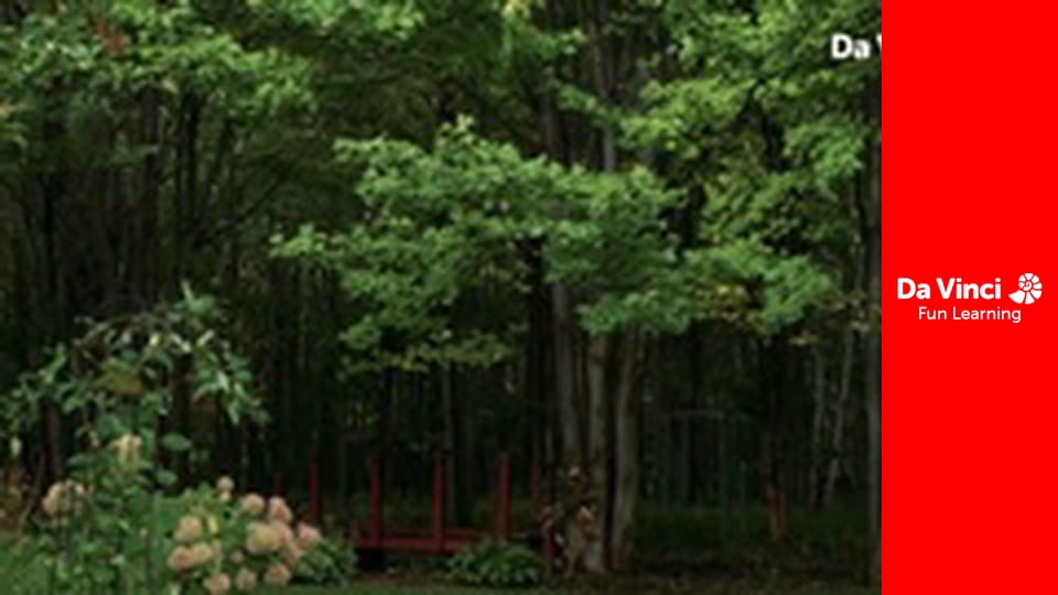 ŞtiinţeXplozie - Semințe rotitoare