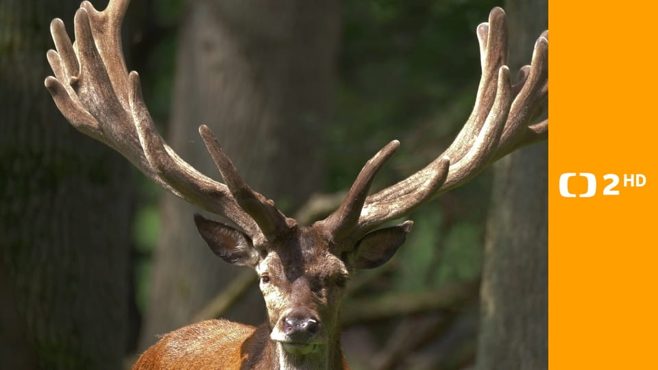 Magický les a mokřady