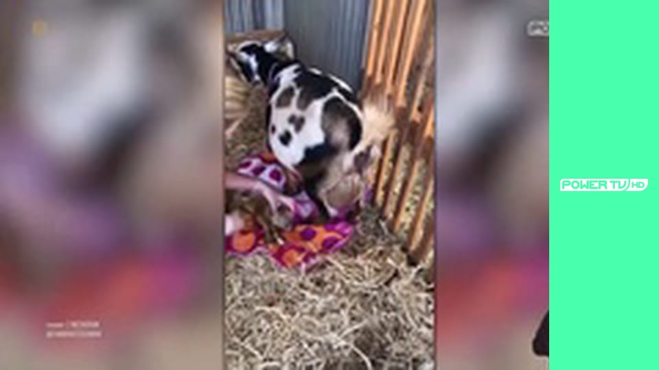 Zakręcone stworzonka z Internetu S1E1