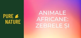 Animale africane: Zebrele și girafele din Deșertul Kalahari