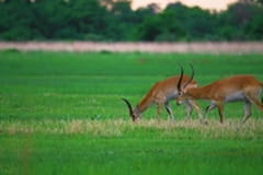 Fauna unică din Delta Okavango, Botswana