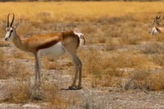 Animale sălbatice din Africa: Antilopele din Africa