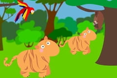 Safari