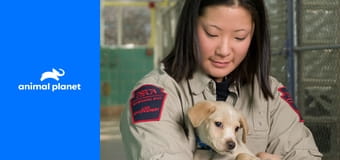 Veterinárna polícia: Philadelphia S12E17 - Mačky v kríze