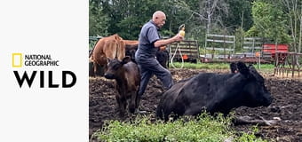 Dr. Pol állatklinikája S19E3 - Nyári csúcs