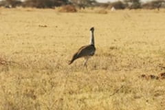 Păsările uimitoare din Africa - partea 2