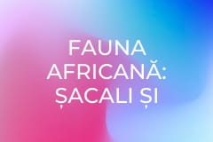 Fauna africană: Șacali și hiene, prădătorii Africii