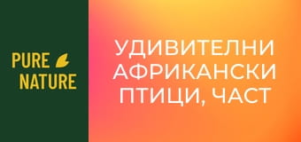 Удивителни африкански птици, част 1