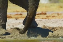 Fauna africană: Elefanții - partea 2