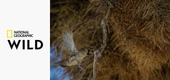 Království afrických predátorů S1E5 - Kalahari