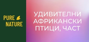 Удивителни африкански птици, част 1