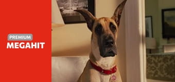 Marmaduke - pies na fali